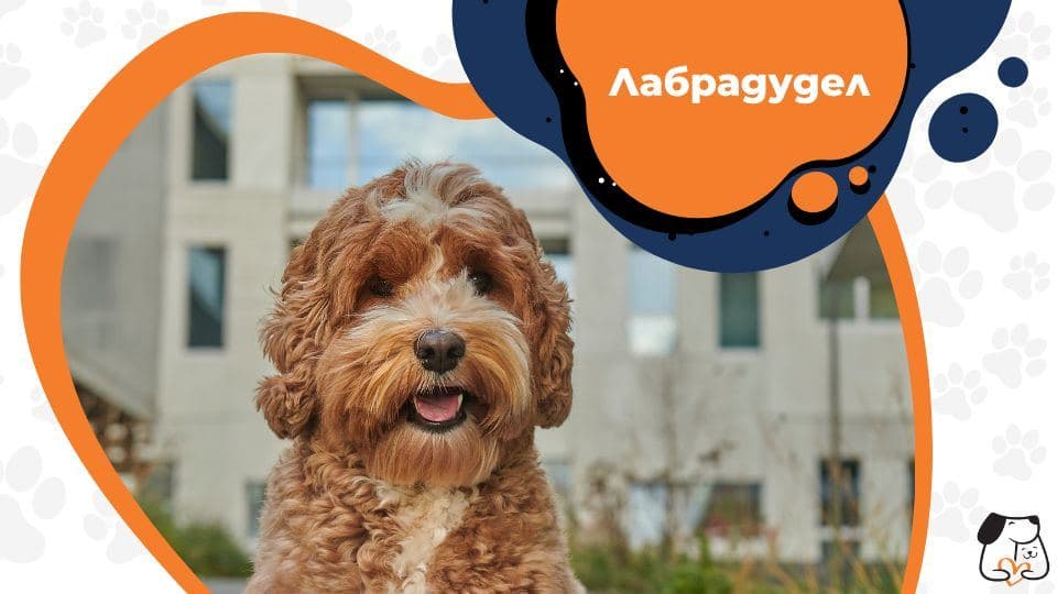 лабрадудел