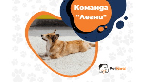 да научим кучето на команда "Легни"?