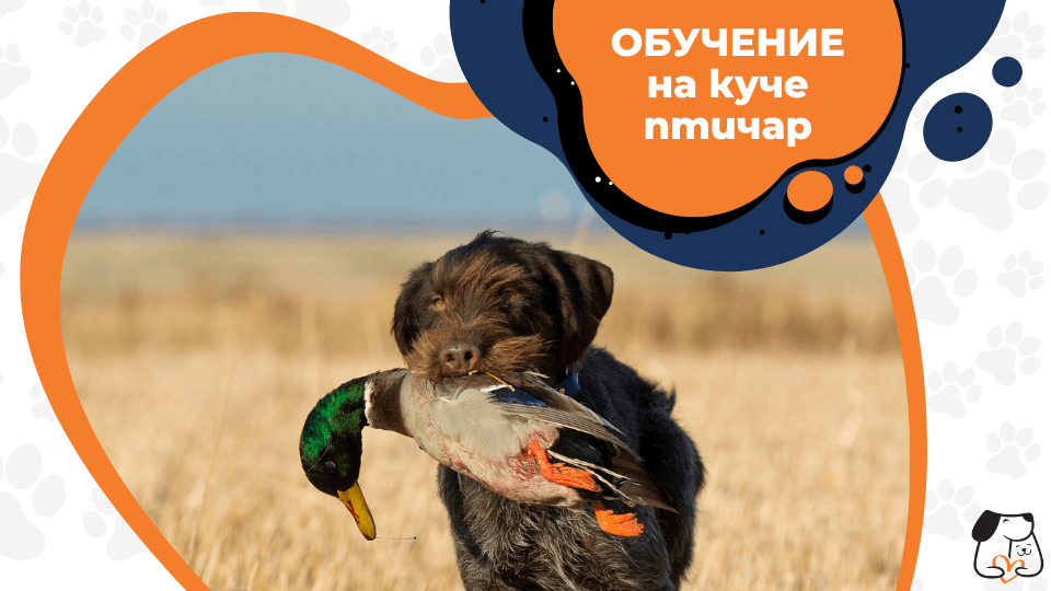 Обучение на куче птичар