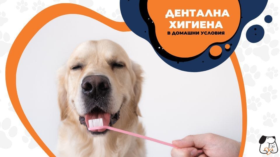 дентална хигиена при кучето