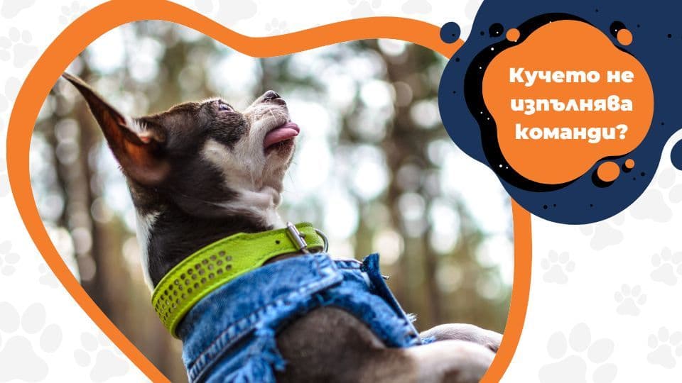 Обучение на куче _ Не изпълнява команди