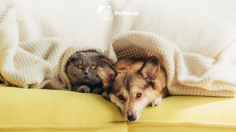 Застраховка за домашен любимец сигурност, която радва и двама ви