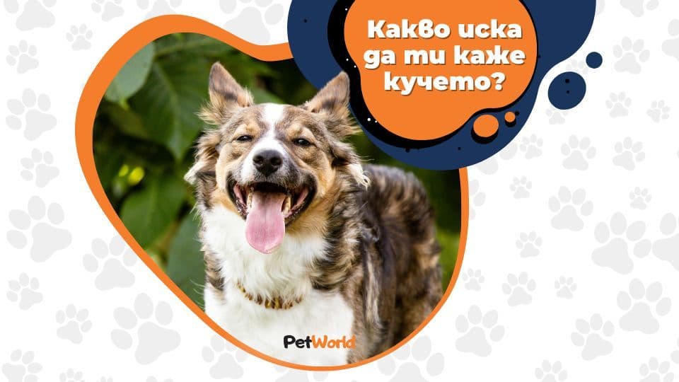 5 причини за кучешки лай – какво иска да ти каже кучето.jpg